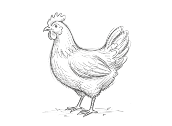 Gallina pasta di celiano