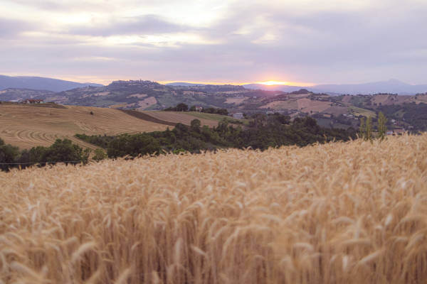 Pasta di Celiano contatti